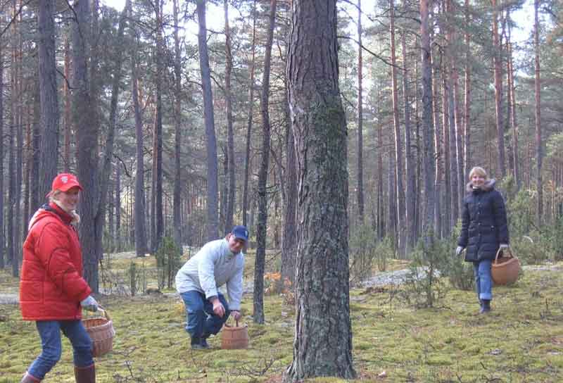 איסוף פטריות ביער פוניבז'